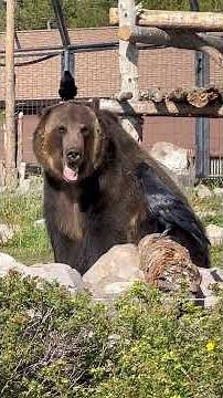 Things to See Around Yellowstone National Park #yellowstonenationalpark