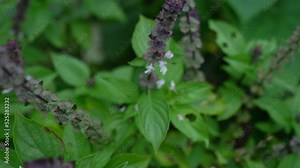 Australian Native Bee Flying Away From Basil Plant With Flowers. close up