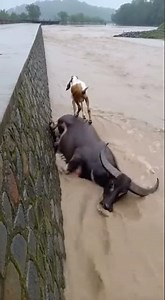 A Buffalo Saves a Goat From Raging Floodwaters #AnimalRescue #Buffalo #Goat