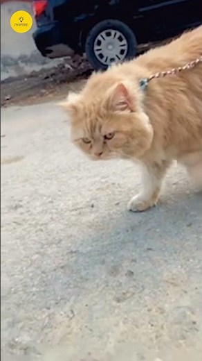 Owl vs Cat Fight 😼 By Inspire #facts #trending