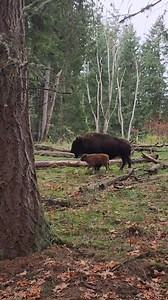 Our tiny bison calf continues to do well, nursing and bonding with mom in the Free-Roaming Area. 💗 This reddish-orange bison calf will stick close to its mother for quite some time, then gradually gain more independence. And as the calf grows, its fur will turn the darker brown shade of its parents. 📹: Keeper Deanna | Northwest Trek Wildlife Park