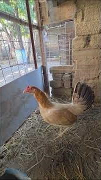 LAS MERAS MERAS 🐓🤠🤠🤠 #gallos #gallosdepelea #gallinaalbany #gallinakelso #gallosfinos #jalisco