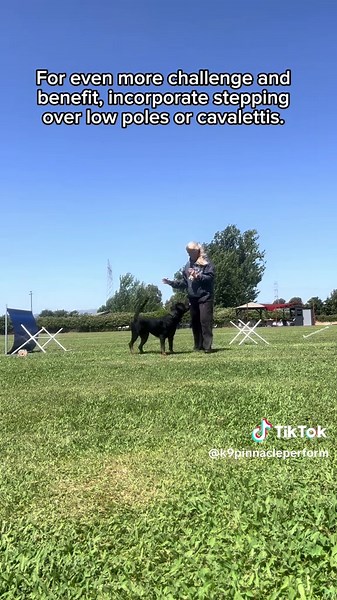 Build your dog’s lateral power 💥 Side stepping targets the front & rear limb abductors and adductors—vital for lateral stability, range of motion, and control. Perfect for IGP dogs in escape bites and drive work. Start with luring, then progress with poles, platforms, and resistance. 🔗 www.K9PinnaclePerformance.com #K9PinnaclePerformance #IGPdog #CanineFitness #WorkingDogTraining #SportDog #ProprioceptionTraining #SideStepChallenge #Cavaletti #SportDogConditioning #DogAthlete #CapCut