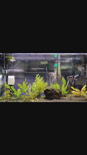 Han criado los escalares #escalares #acuarios #acuarioshd | Acuarios HD