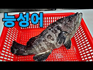 능성어 손질/능성어 회뜨기