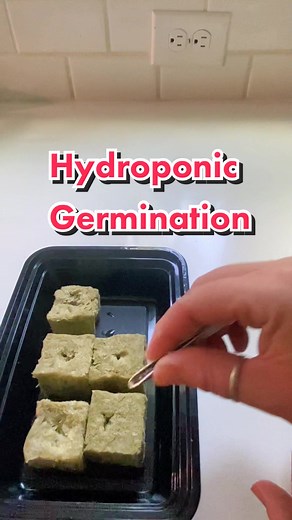 Hydroponic Seed Germination: A Comprehensive Guide