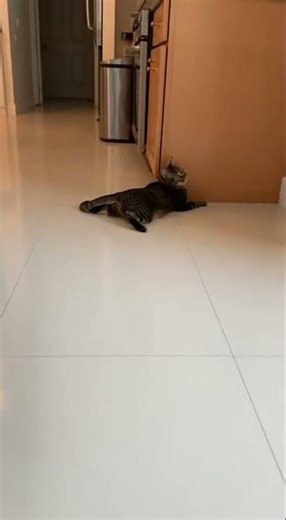 Cat Can't Stop Sliding on Kitchen Floor!