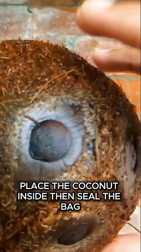 How to Grow a Coconut Tree From Seed