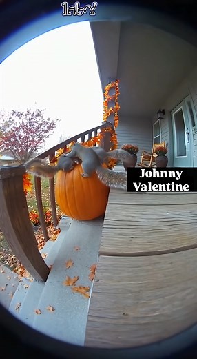 “These squirrels treating my pumpkin like it’s an all you can eat buffet | Johnny Valentine