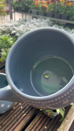 3.3K views · 29 reactions | Beautiful Tea Pot planters £4.99 each | Discount Home & Garden Centre | Facebook