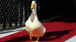 Aflac’s duck commercials ‘doubled its business in three years’: Dan Amos