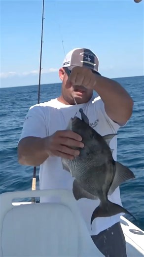 Large grey triggerfish! #fishing #triggerfish