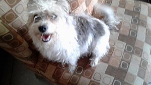 2.7K views · 18 reactions | Death Row Dog Rescue on Reels | Facebook