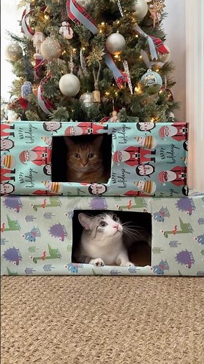 The gift issue with cats have been solved 🎁