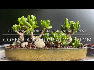 Making A Hobbit Jade Bonsai Tree Forest (Crassula Ovata)