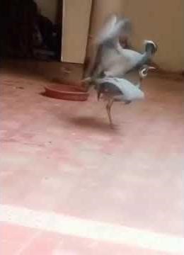 Crane birds, koonj birds, Siberian birds, Indian birds | Crane bird video, crane hunting, crane bird