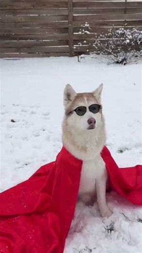 Never leave a husky in the snow unless they are bundled up. Do you agree ?