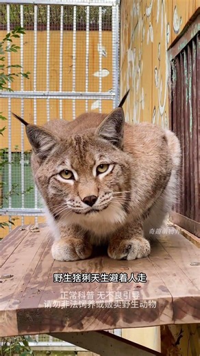 有人問，為什麼能單殺野狼的猞猁，全球至今沒有野生個體主動咬人的記錄？#動物科普 #科普知識 #猞猁 #神奇動物在YouTube #野生動物零距離