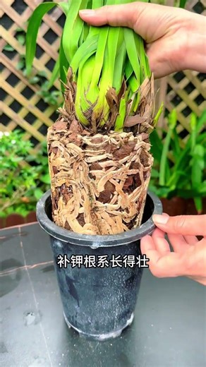 Why Your Orchids Won't Bloom: The Ultimate Fix