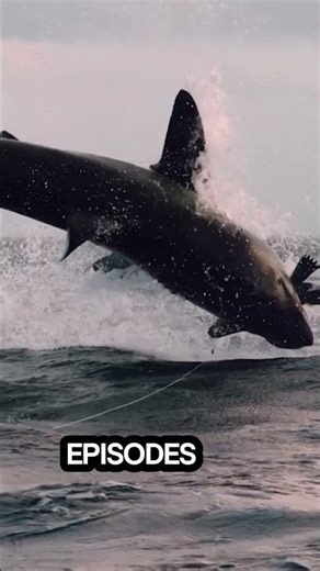 How to Watch Shark Week 2025 (and Why You Shouldn't)