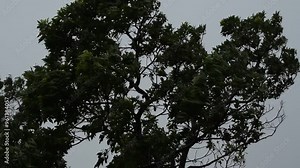 台風の日に荒れる木の風景