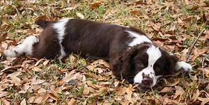 Cockalier (Cocker Spaniel/Cavalier King Charles Spaniel Mix) Temperament