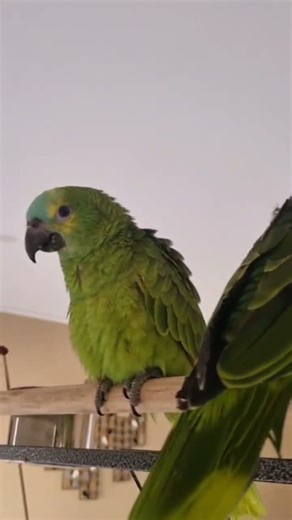 Amazon blue front parrot #cute #birds #viral