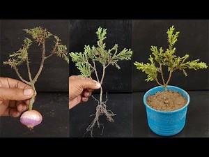 Step by Step Juniper Cutting Propagation- 100% Success