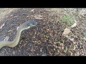 SNAKE ATTACK - Taipan attacks Go Pro Cam