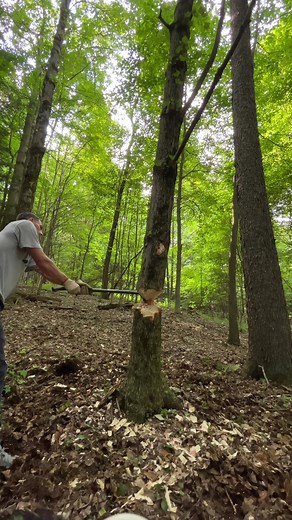 Never Seen a Tree Fall Like That #treework #treefelling #fyp