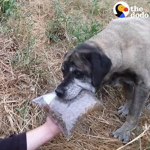 49M views · 212K reactions | This stray dog refused to be caught for 3 years — but the woman who loved her never gave up  | The Dodo | Facebook
