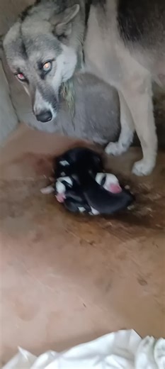 Videos de Jonathan portes (@jonathanalcanta97) con “Oceans (Instrumental Worship) - Glorify & DEVOCIONAL ADORAÇÃO”