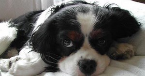 Online puppy scams on the rise in Wisconsin