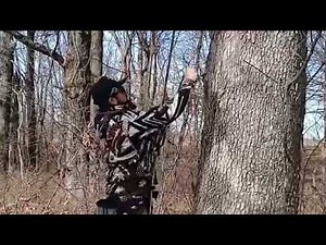 Professional arborist shows how to climb a tree for saddle hunting. #saddlehunting #climbing #fast