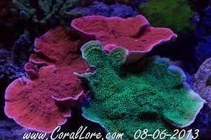 Montipora - Alchetron, The Free Social Encyclopedia