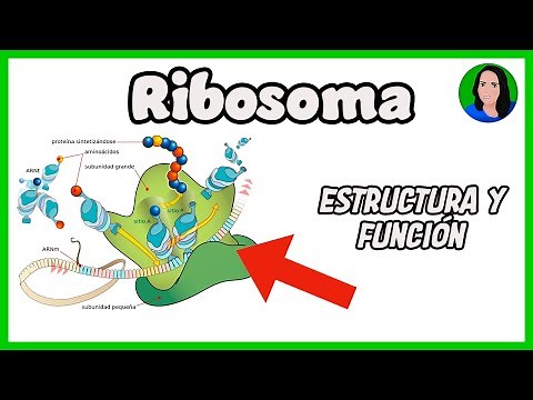 Ribosome [Eukaryotic Cell: Structure and Function]