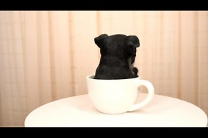 Watch Realistic Boston Terrier Teacup Pup In White Tea Cup on Amazon Live