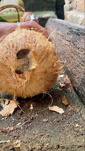 Good way to open fresh coconut from its shell