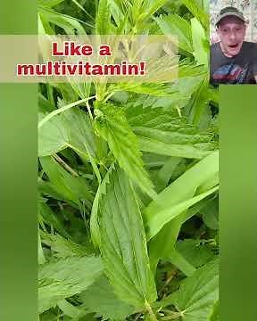 This Plant Will Sting You… But It’s Good For You? #garden #stingingnettle #plants