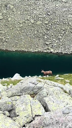 🐧⛰️ #pingvin #fyp