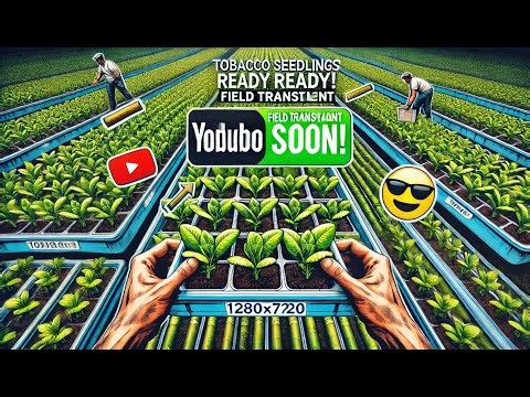 🌱 Transplanting Tobacco Plants – Field Planting & Watering! 🌿