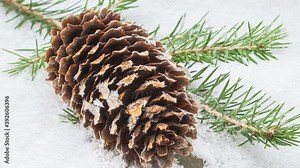 Spruce branch in the snow. A fir cone is covered with frost and opens, close-up The texture of the bump. Extreme macro.