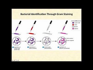 Basic Clinical Microbiology (long version)