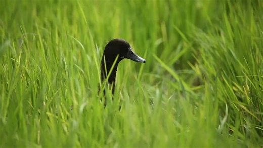 #sukhoi #su34 #russia The Sukhoi Su-34 is a Russian twin-seat, supersonic fighter-bomber developed from the Su-27 to replace the Su-24. First flying in 1990, it is designed for all-weather, day/night precision ground/naval strikes and deep penetration. It officially entered service in 2014, featuring a