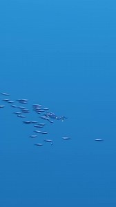 2.5K views · 28 reactions | The Bloop is Back ｜ The bloop 2022 #Shorts #thebloop #deepsea #funfacts #history #funhistoryfacts #usa #unitedstates #Spaceexploration #elonmusk #scifi | Endless universe | Facebook