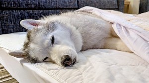 6.9K views · 415 reactions | Today RFSdan is heading home, and so are we! There is a lot going on, and we needed to get home! This was filmed on March 17, 2025. There was a lot happening after the Pet Expo, and during it, which most of you had no idea was happening. Thank you all for being so loving and so kind! Yes, Danielle did pass away, and there will be more on that in future videos. Love you guys! Thanks for hanging out with us! | Snow Dogs Vlogs | Facebook