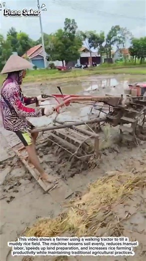 Walking Tractor in Rice Field: Traditional Farming Power Boosting Productivity