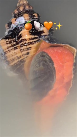 Discover the Best Shells at Sanibel Island!