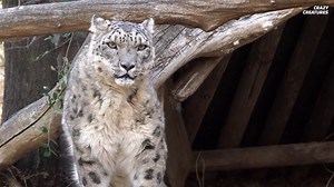 Watch what happens when two predators fight over the same kill