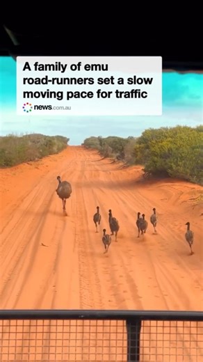 Emus jog the roadway in WA while motorists fall in line